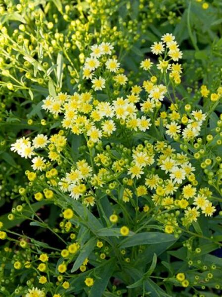 Solidaster luteus (hybridus) / Goldruten-Aster