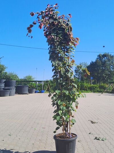 Kanadischer Judasbaum ’ Carolina Sweetheart’ 250-300 cm / Cercis ‘Carolina Sweetheart‘ (1577138)