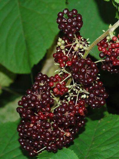 Traubige Stauden-Aralie / Aralia racemosa