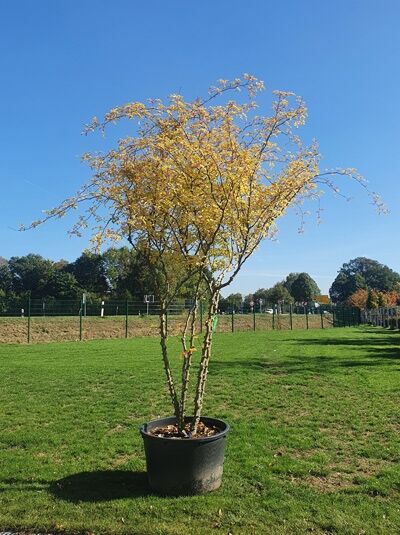 Zanthoxylum simulans / Szechuan Pfeffer 'Schirmform' 300-350 cm (546243)