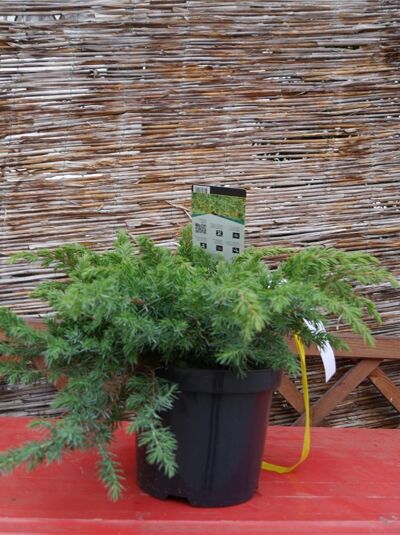 Juniperus conferta 'Schlager' / Kriech-Wacholder 'Schlager, 30–40 cm breit, im C3-Topf, bodendeckender Wuchs mit grünem Nadellaub