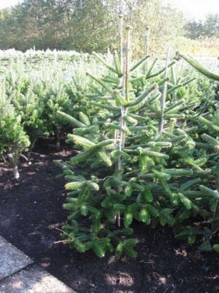 Spanische Tanne / Pinsapo-Tanne / Spanische Tanne / Pinsapo-Tanne