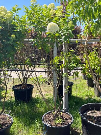 Limonenfarbene Rispen-Hortensie 'Schirmform' / Hydrangea paniculata 'Limelight ®' (876201)