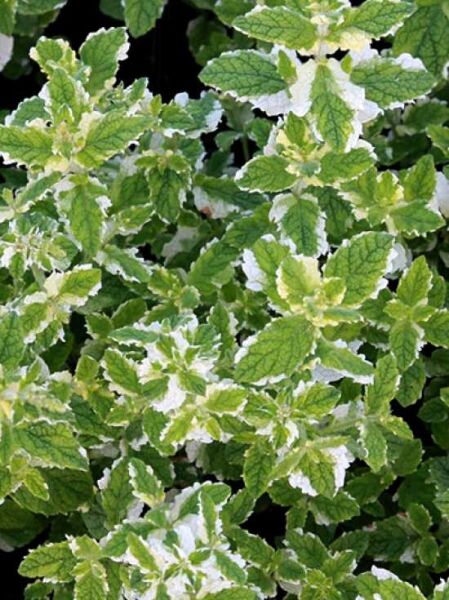 Rundblättrige Minze 'Variegata' / Weißbunte Minze / Mentha x rotundifolia 'Variegata'