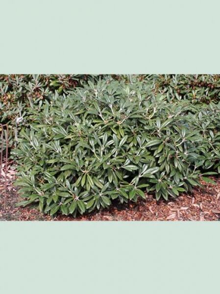 Rhododendron yakushimanum 'Oberschlesien' / Rhododendron 'Oberschlesien', immergrüner Solitärstrauch mit dichtem, dunkelgrünem Laub, 120–140 cm breit