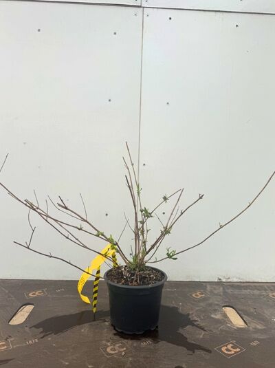 Buddleja davidii 'Nanho Purple' (Sommerflieder) im C2-Topf, 40–60 cm, mehrtriebiger Strauch mit jungen Austrieben und Knospenansätzen.