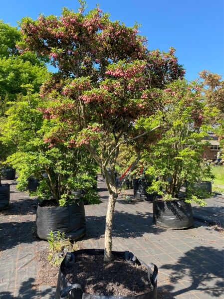 Glockige Prachtglocke / Enkianthus campanulatus