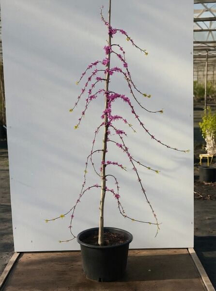 Amerikanischer Judasbaum 'Traveller' (Cercis canadensis) 150–175 cm im Container C35, Hochstamm mit hängenden Trieben und pinken Blütenknospen.