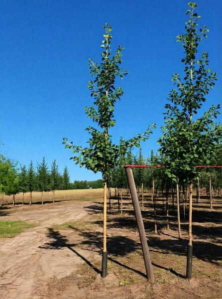 Ginkgo biloba (Ginkgobaum/Fächerblattbaum) Hochstamm 10-12 StU mit Drahtballen, angebunden an Stützpfahl im Feld.