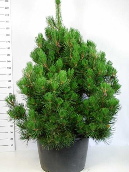 Pinus heldreichii 'Compact Gem' / Kompakte Schlangenhautkiefer / Zwerg-Schlangenhautkiefer
