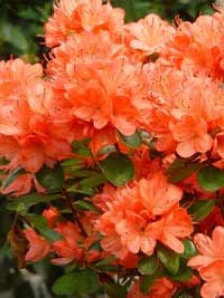 Japanische Azalee 'Rex' / Rhododendron obtusum 'Rex'