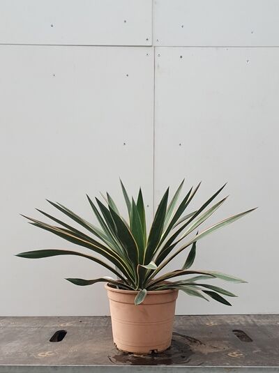 Yucca gloriosa 'Variegata' (Gelbbunte Kerzen-Palmlilie) im Topf, rosettenförmig, schwertförmige grün-gelb panaschierte Blätter