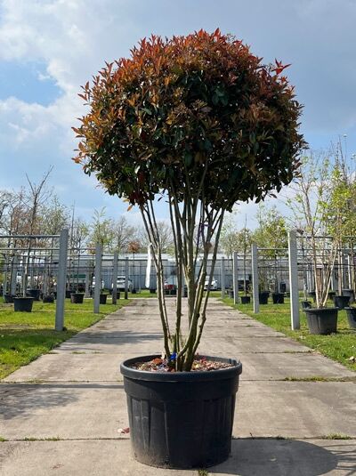 Glanzmispel 'Red Robin' 200-250 cm Schirmform mehrstämmig / Photinia fraseri 'Red Robin Schirmform' (876159)