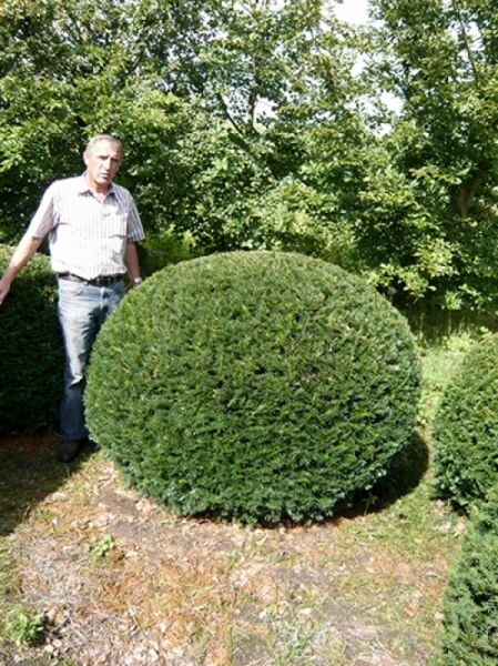 Taxus baccata 'Kugel' / Heimische Eibe 'Kugel' als kugelförmig geschnittener Solitär im Freiland, ca. 140–160 cm.