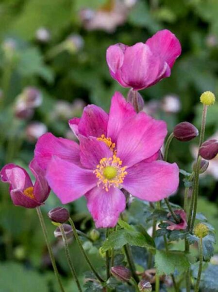 Herbst-Anemone 'Fantasy Red Riding Hood' / Anemone japonica 'Fantasy Red Riding Hood'