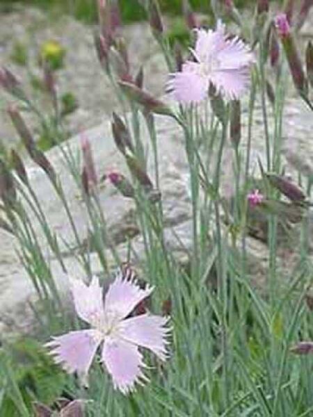 Feder-Nelke  / Dianthus plumarius