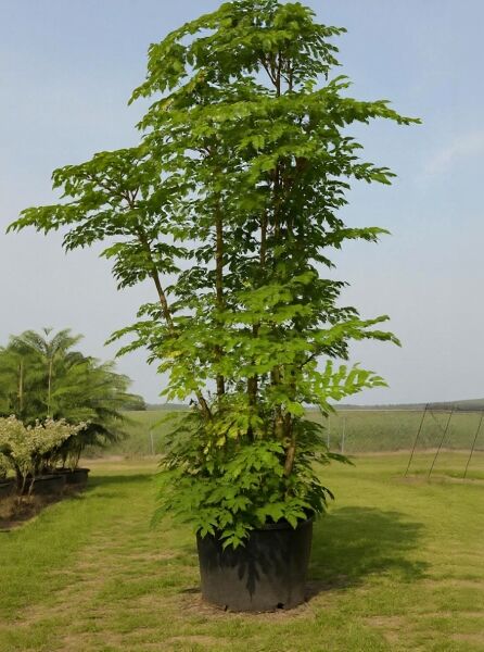 Japanische Aralie (Aralia elata) 250–300 cm, C90, mehrtriebiger Baum im Topf mit grünem Laub