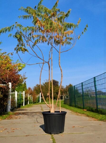 Rhus typhina 'Dissecta' (Farnwedel-Sumach) 250–300 cm, mehrstämmiger Containerbaum mit fein geschlitzten Blättern