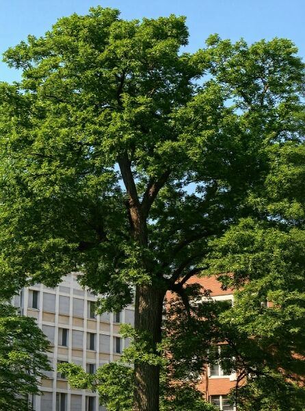 Quercus imbricaria (Schindel-Eiche), großer Laubbaum mit ausladender Krone und grünem Blattwerk.