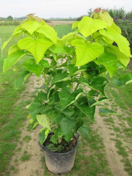 Catalpa bignonioides 'Aurea' / Gold-Trompetenbaum