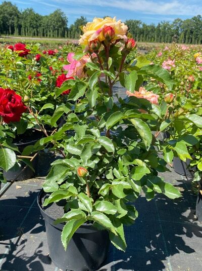 Rosa 'Lampion' ®, Beetrose 'Lampion' ® C5, im Topf mit gelb-rosa Blüten und grünen Blättern