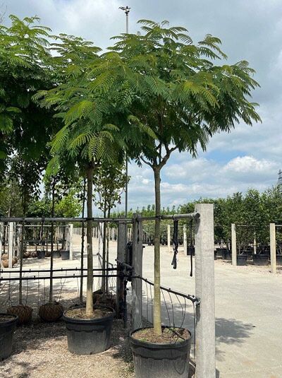Seidenbaum / Schlafbaum - Albizia julibrissin