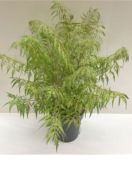 Rhus typhina 'Tiger Eyes' / Gelbgrüner Essigbaum 'Tiger Eyes' 60-100 cm C12, Topfpflanze mit fein gefiedertem Laub