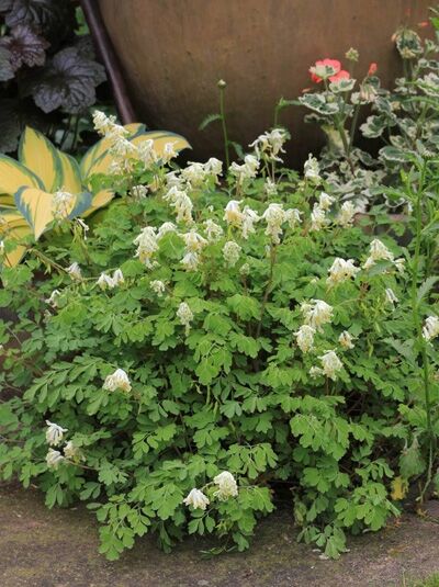 Gelblichweißer Lerchensporn / Corydalis ochroleuca