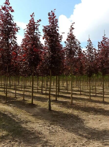 Blut-Ahorn Acer platanoides 'Faassen's Black' mit dunkelrotem Laub, schlanke Hochstämme in Baumschule-Reihe.