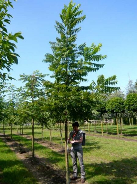 Juglans nigra (Schwarznuss) Hochstamm 20-25 StU mit Drahtballen, junger Baum mit aufrechtem Stamm und grünen Fiederblättern.