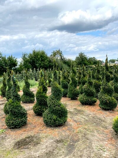 Heimische Eibe 'Spirale'  / Taxus baccata 'Spirale'