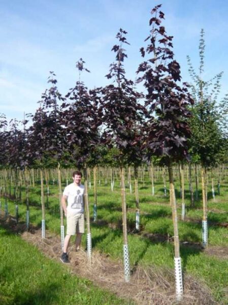 Spitz-Ahorn (Acer platanoides) 'Royal Red' Hochstamm 10-12 StU mit dunkelrotem Laub auf geradem Stamm im Feldbestand.