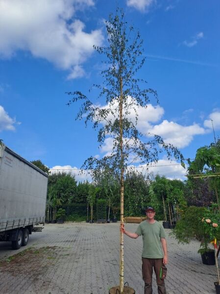 Betula pendula 'Laciniata' / Sand-Birke 'Laciniata' Hochstamm 14-16 StU mit Drahtballen, schlanker Stamm und Krone mit fein geteilten Blättern.