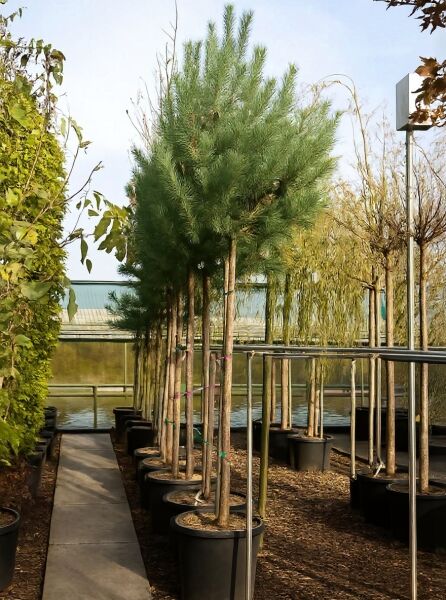 Pinus sylvestris (Gewöhnliche Kiefer) Hochstamm 18-20 StU im Container, Nadelbaum mit geradem Stamm und dichter Krone.