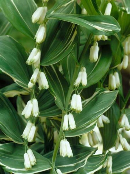 Buntblatt-Salomonsiegel / Polygonatum falcatum 'Variegatum'