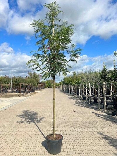 Sorbus 'Dodong' / Mehlbeere 'Dodong' Hochstamm 14-16 StU im Container, schlanker Stamm mit grünen, gefiederten Blättern