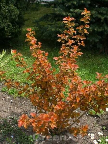 Blasenspiere 'Amber Jubilee ®'  / Physocarpus opulifolius 'Amber Jubilee ®'