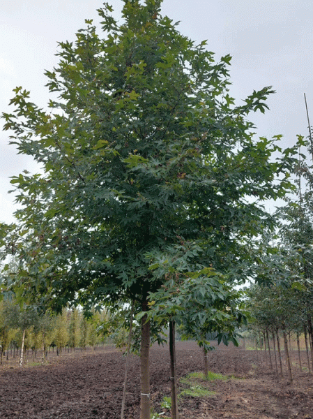 Platanus orientalis 'Digitata' / Schlitzblättrige Orientalische Platane 'Digitata' Hochstamm, 30-35 StU, mit Drahtballen