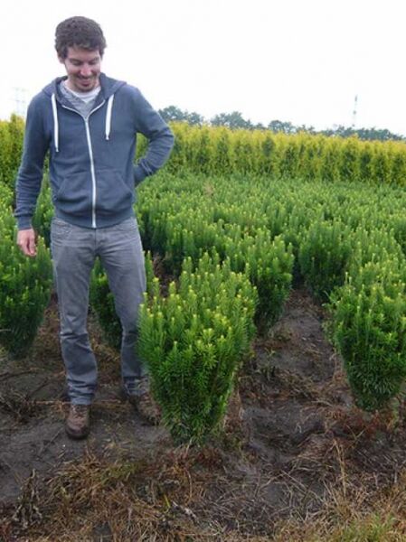 Säulenkopf-Eibe / Säulenkopf-Eibe