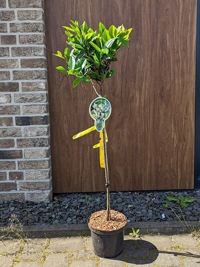 Kirschlorbeer Prunus laurocerasus 'Mano' Hochstamm, 110 cm Stamm, im Topf C7 mit kugeliger Krone und glänzenden Blättern