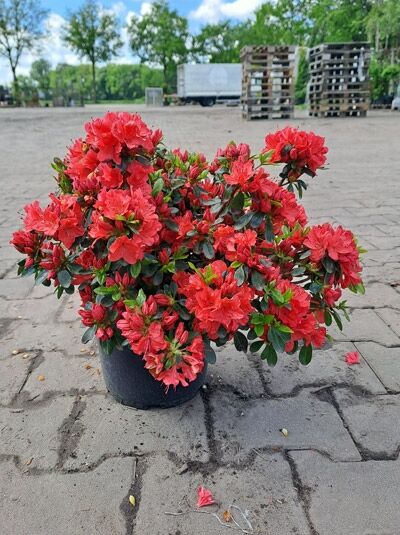 Japanische Azalee 'Geisha Orange' - Rhododendron obtusum 'Geisha Orange'