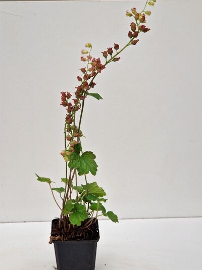 Falsche Allraunwurzel Tellima grandiflora 'Forest Frost' im P9-Topf, Pflanze mit Blütenstielen und grünem Laub