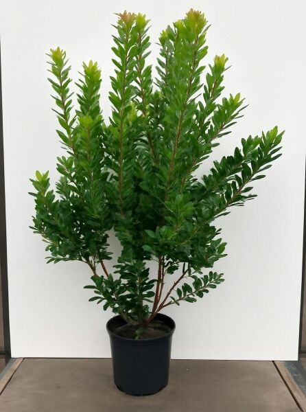 Westlicher Erdbeerbaum (Arbutus unedo) 125-150 cm, C30, mehrstämmige Pflanze im schwarzen Topf mit dichtem grünen Laub