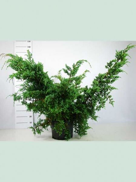 Juniperus chinensis 'Blue Alps' / Strauch-Wacholder 'Blue Alps', im C20-Topf, 60–80 cm, buschiger Wuchs mit blaugrünem Nadelwerk.