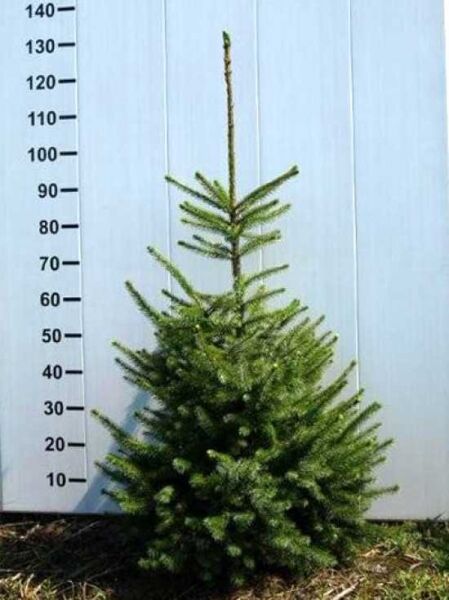 Picea omorika / Serbische Fichte, 100-125 cm, mit Ballen, junger Nadelbaum mit aufrechtem Wuchs und grünen Nadeln