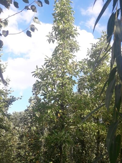 Magnolia liliiflora 'Susan' / Rote Tulpenmagnolie 'Susan' Hochstamm 18-20 StU mit durchgehendem Stamm und grünen Blättern