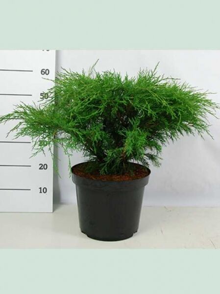 Juniperus sabina (Sadebaum/Stink-Wacholder) 50–60 cm C12 im Container, grünes nadeliges, buschiges Gehölz mit breitem Wuchs.