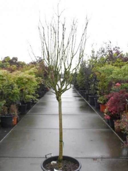 Garten-Eibisch 'Woodbridge' / Strauch-Eibisch 'Woodbridge' / Garten-Eibisch 'Woodbridge' / Strauch-Eibisch 'Woodbridge'
