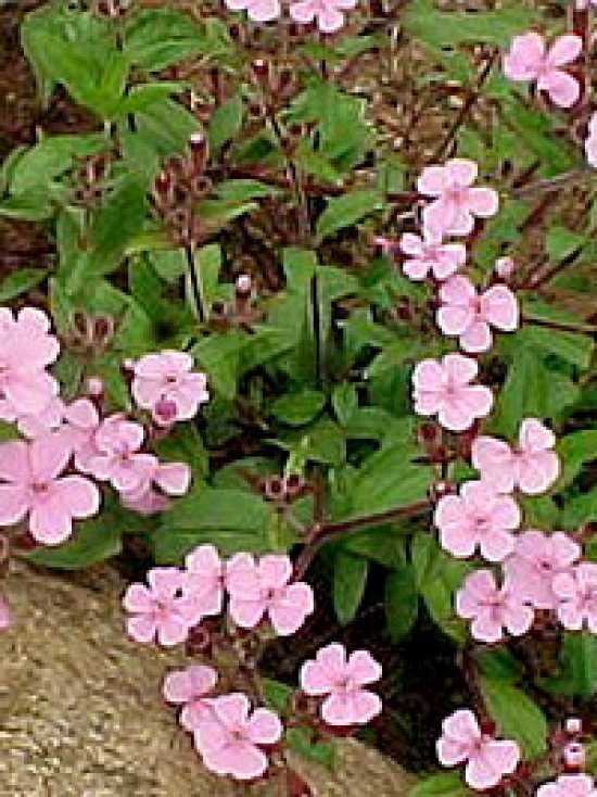 KaukasusGänsekresse 'Pinkie' / Arabis caucasica 'Pinkie' kaufen