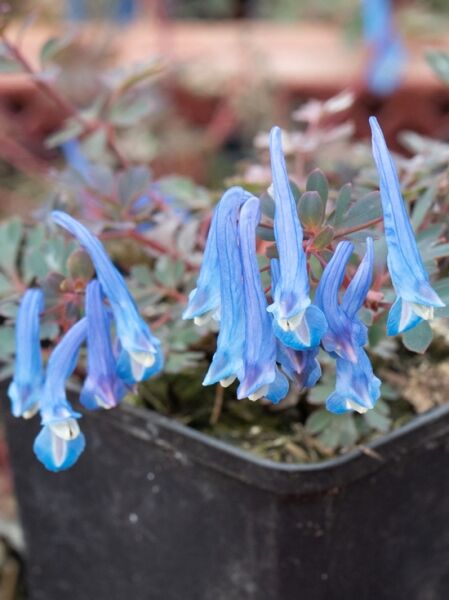 Gebogener Lerchensporn 'Blue Heron' / Corydalis curviflora var. rosthornii 'Blue Heron'